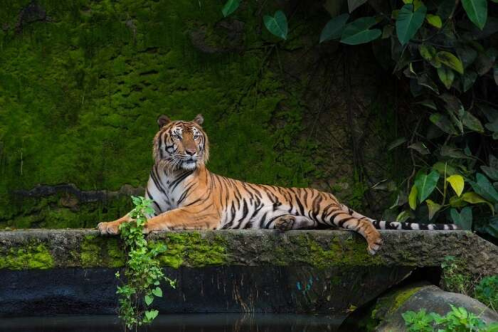 Wildlife Manas national park tour package