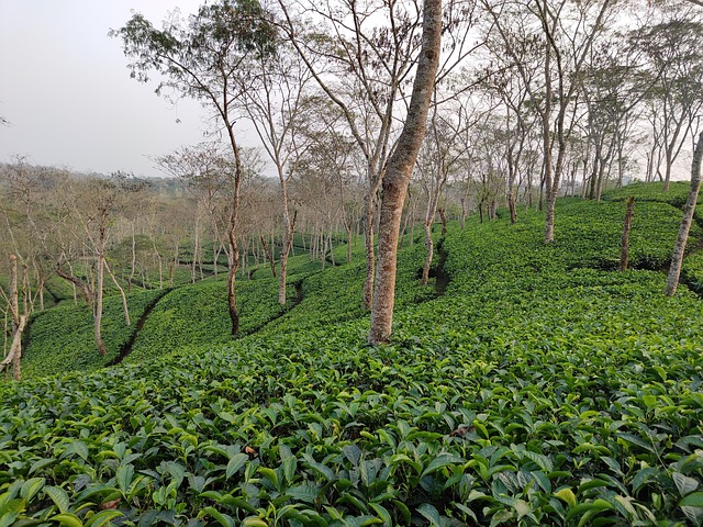 12 Must-Visit Places in Assam