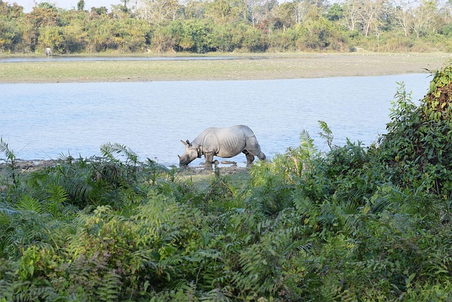 Kaziranga tour package