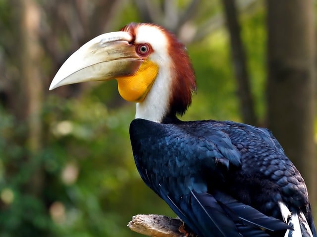 Nagaland